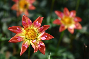 色鮮やかな大輪