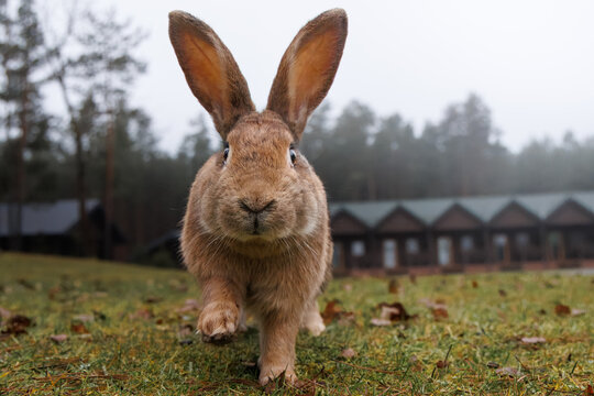 Close-up of a cute grey-furred rabbit walking straight toward the camera lens on a cloudy autumn day.	