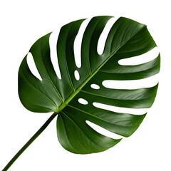 The photograph features an elongated palm leaf with veins and texture visible against a solid background.
