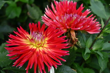 色鮮やかな大輪