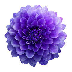 Vibrant Purple Dahlia Flower Bloom Isolated on Black Background blossom isolated on a transparent background