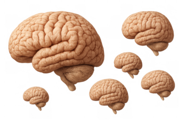 Human brain models floating with varying sizes representing anatomy, intelligence, and neurological concepts, transparent background