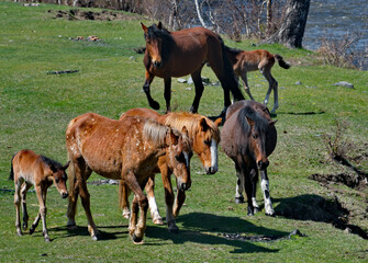 Russia. mountain Altai. Peacefully grazing horses with foals in the spring mountain steppes along the Chuisky highway.