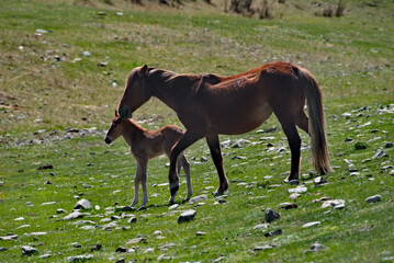 Naklejka premium Russia. mountain Altai. Peacefully grazing horses with foals in the spring mountain steppes along the Chuisky highway.