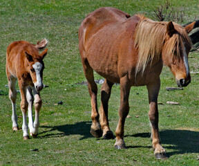 Russia. mountain Altai. Peacefully grazing horses with foals in the spring mountain steppes along the Chuisky highway.