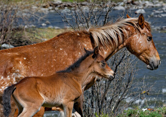 Russia. mountain Altai. Peacefully grazing horses with foals in the spring mountain steppes along the Chuisky highway.