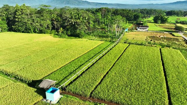 Aerial rice paddies with farming tracks

