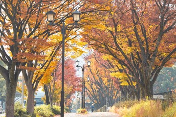 名古屋市、名城公園の紅葉並木