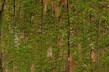 Fototapeta premium 苔の生えた樹木