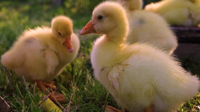 Funny small bright  yellow goslings on the green grass