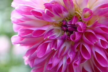 色鮮やかな大輪