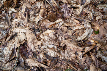 Background of dried fallen leaves
