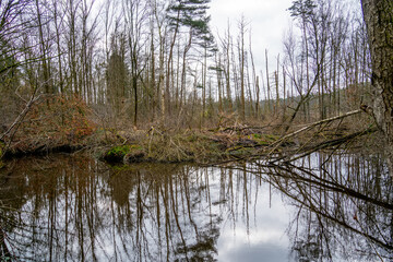 Beavers built a dam in the forest in nature reserve Hoge Kempen, Belgium
