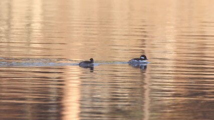 A pair of bufflehead ducks (Bucephala albeola), a first-winter drake and hen, swimming on calm water at Antelope Lake in Plumas County, California.