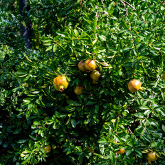 Close up of Pomegranate-tree (Punica granatum)
