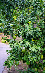 Close up of Pomelo-tree (Citrus maxima)

