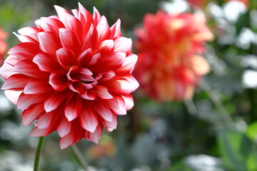 色鮮やかな大輪