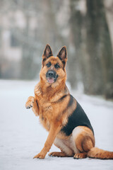 german shepherd dog