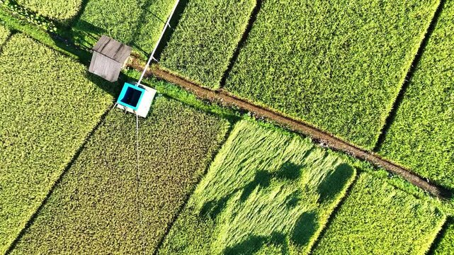 Top-down aerial of rice fields and path
