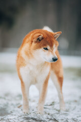 Shiba Inu in the snow