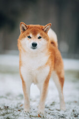 Shiba Inu in the snow