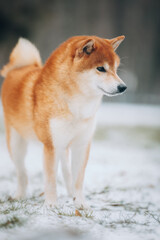 Shiba Inu in the snow