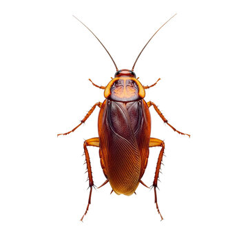 This is an image of a brown bug with orange markings, resting on a transparent background.