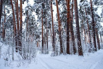 Winter pine forest after snowfall. Winter landscape.