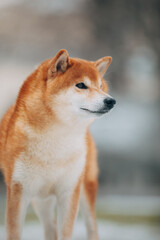 Shiba Inu in the snow