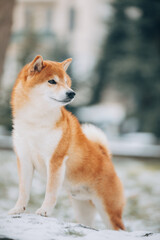 Shiba Inu in the snow