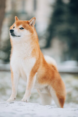 Shiba Inu in the snow