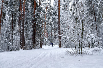 Winter pine forest after snowfall. Winter landscape.