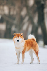 Shiba Inu in the snow