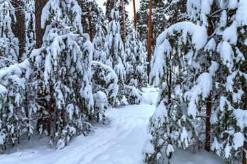 Winter pine forest after snowfall. Winter landscape.