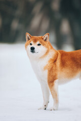 Shiba Inu in the snow