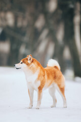 Shiba Inu in the snow
