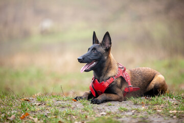 Malinois puppy in a red harness