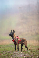 Malinois puppy in a red harness