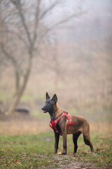Malinois puppy in a red harness