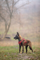 Malinois puppy in a red harness