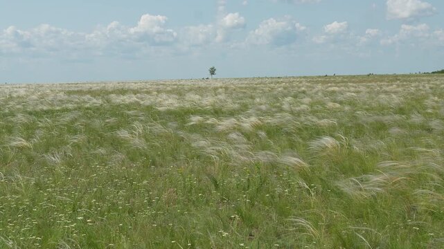Feather grass steppe. Great steppe landscape