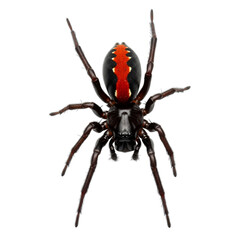 Obraz premium Vivid red-striped black spider, isolated on white & transparent background, perfect for Halloween designs, educational biology projects, dangerous animal warnings, or pest control advisories.