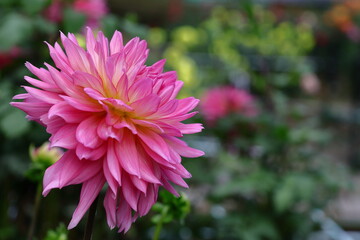 色鮮やかな大輪