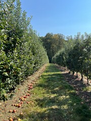 Naklejka premium Symmetrical rows of apple trees in a cultivated organic orchard 