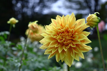 色鮮やかな大輪