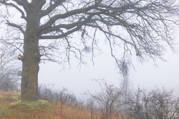 Obraz premium Mysterious, moody and eerie foggy forest landscape with misty woods, dense haze, silent trees and an atmospheric, cinematic feeling of solitude and mystery.