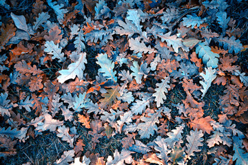 Colorful autumn leaves blanket the forest floor, creating a vibrant mix of reds, oranges, and yellows during peak fall season.