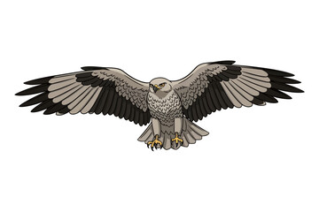 Obraz premium Illustration of a predatory bird with wings spread wide, descending with sharp talons extended, against a plain white background