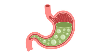 Fototapeta premium Illustration of Human Digestive System with Gas Bubbles