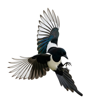 Dynamic magpie in flight, wings spread, displaying striking black and white plumage with iridescent blue, isolated on white & transparent background. Ideal for wildlife illustrations,